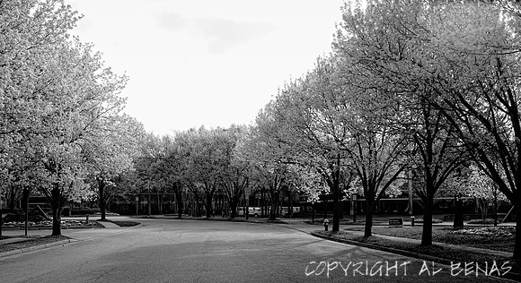 Corporate Woods