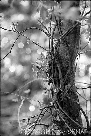 Caress