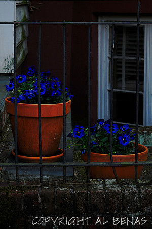 potted pansies