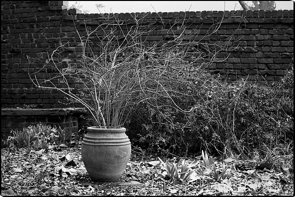 Awaiting Spring