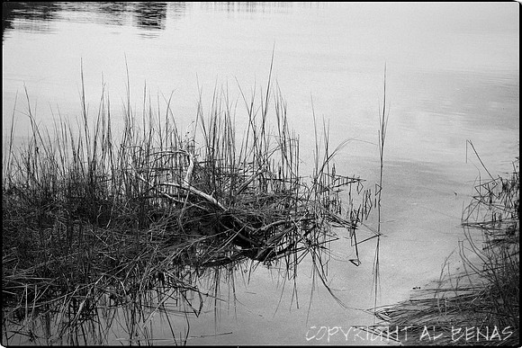 Marsh Grass
