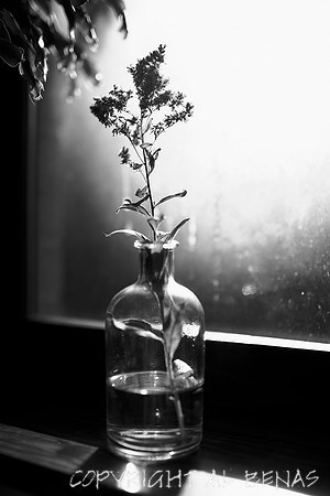 weed in the window